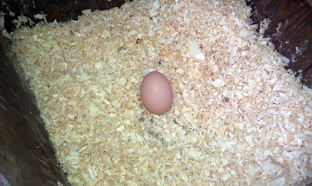 egg